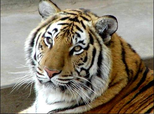 2010 - Год тигра. Характеристика года тигра