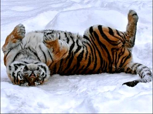 Как нужно встретить новый год 2010 - год белого (металлического, серебристого) тигра